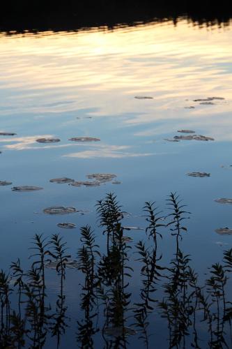 a reflection of plants in the water at sunset at Lövås Gård Koppera in Charlottenberg