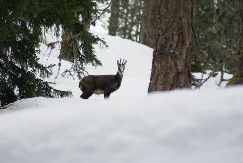 Animales en el hotel o alrededores
