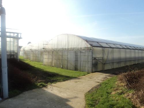 a row of greenhouses in a field of grass at Juwel Fruithof in Zepperen