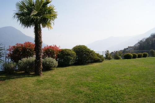 a palm tree in a field of grass with mountains in the background at Brilago 1 in Brissago