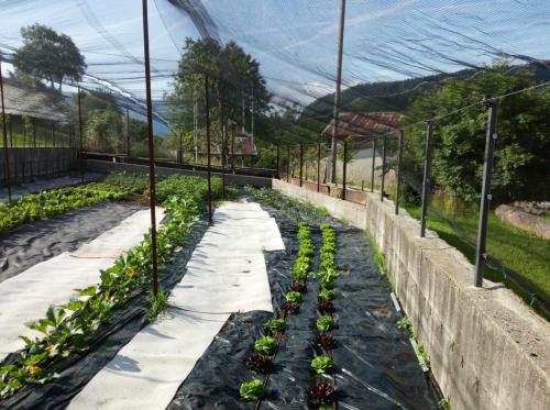 Jardín al aire libre en Albergo Al Pino