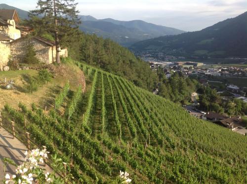 a vineyard on the side of a hill at BUEHLERHOF Agriturismo, Obst-&Weingut, Urlaub mit Hund, Bauernhof, Brixen in Rosa