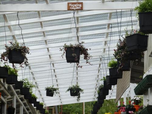 a greenhouse with potted plants hanging from the ceiling at Moonriver Lodge in Cameron Highlands