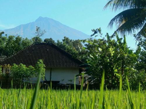 a house in a field with a mountain in the background at Kembang Kuning Cottages in Tetebatu