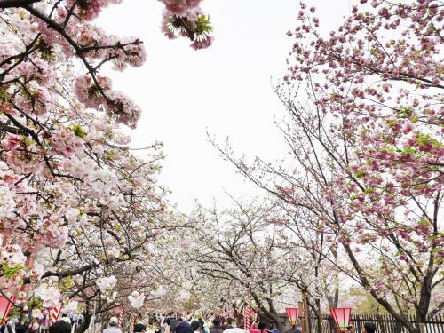 a group of cherry trees with pink flowers on them at Hotel Wing International Select Osaka Umeda in Osaka
