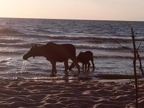due cavalli in piedi nell'acqua sulla spiaggia di Jūrena a Nida