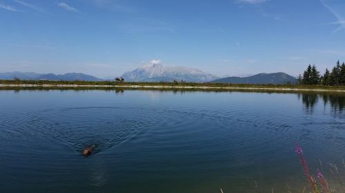 a duck swimming in a lake with a mountain in the background at Oberrainbauer in Kleinarl
