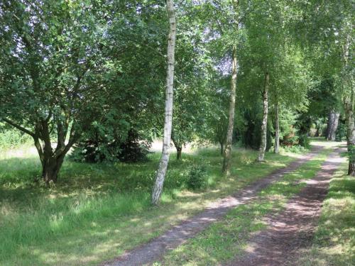 un camino de tierra a través de un bosque con árboles en Ferieidyl, en Kettinge