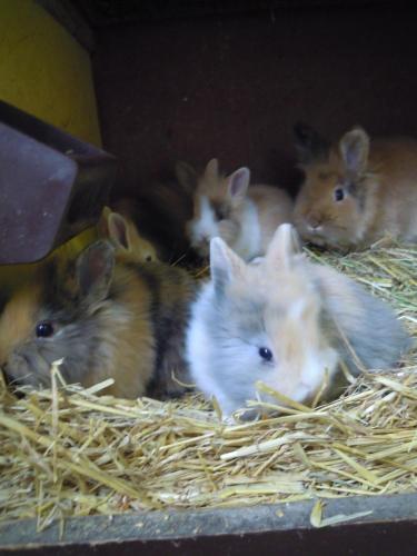 a group of hamsters sitting in a pile of hay at Ferienwohnung Wilpert in Schwanfeld