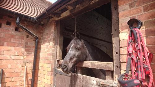 a horse sticking its head out of a stable at Church Farm Accommodation in Bickenhill