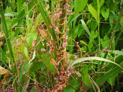 a close up of a plant with pink flowers at Botanische Botschaft in Strodehne