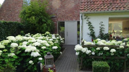 a garden of white flowers in front of a house at The Two Oaks - Private garden for guests in Hertsberge