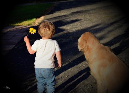 a young boy holding a yellow flower and a dog at Reserva Guadalajara - Cocora Valley in Salento