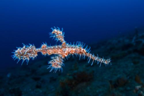 Fotografie z fotogalerie ubytování Lembeh Resort v destinaci Bitung