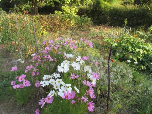a garden with pink and white flowers in the grass at L'autre Monde Chambres D'hôtes in Faverolles