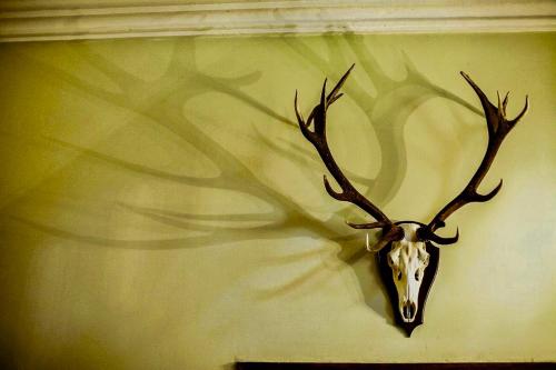 a mounted deer head on a wall at Jagdschloss Kotelow in Kotelow