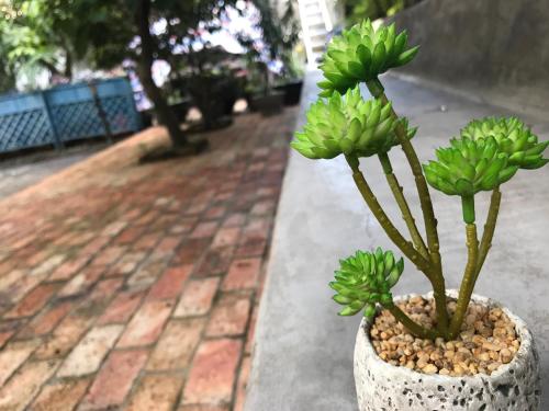 a green plant in a pot on a sidewalk at No. 6 Cuobian Hostel in Shantou
