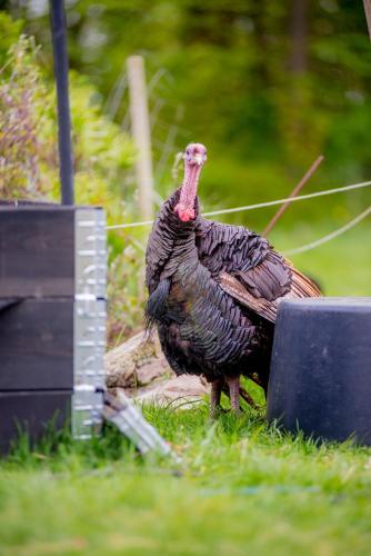 a turkey standing in the grass in a field at Skortskær Bondegårdsferie in Havnsø