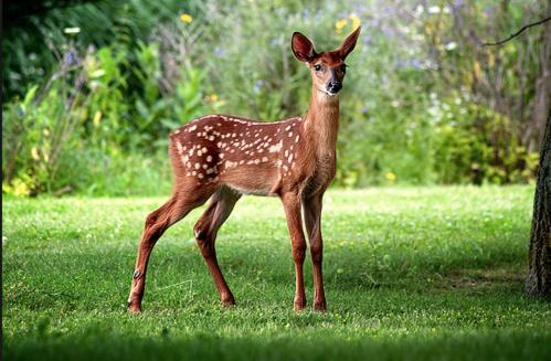 Animales en el hostal o pensión o alrededores