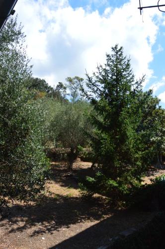 ラヴァーニャにあるCasa Bolascoの並木