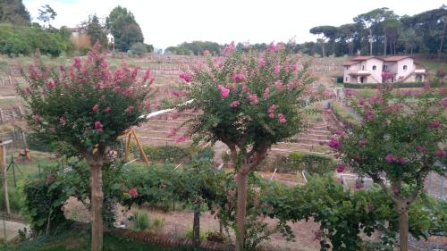 three trees with pink flowers in a garden at B&B Podere Montese in Villafranca in Lunigiana