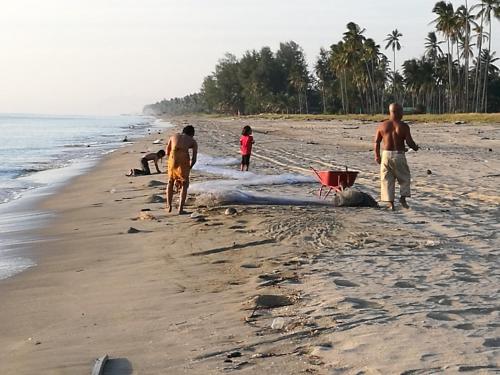 a group of people on a beach with a net at ALA Beach Lodge - Markisa Homestay in Bachok