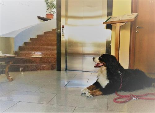 Haiwan peliharaan atau haiwan-haiwan peliharaan yang menginap dengan tetamu di Hotel La Locanda