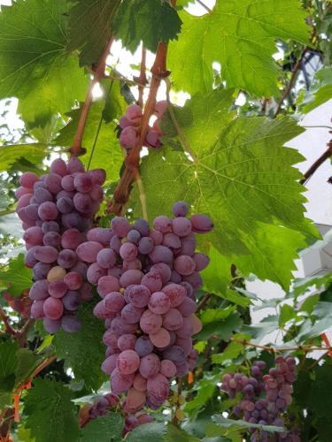 a bunch of purple grapes hanging from a tree at Ilir Guest House 1 in Përmet