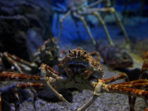 a close up of a crab on the ground at Hotel Wing International Select Osaka Umeda in Osaka