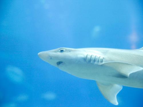 a shark swimming in the water in an aquarium at Hotel Wing International Select Osaka Umeda in Osaka
