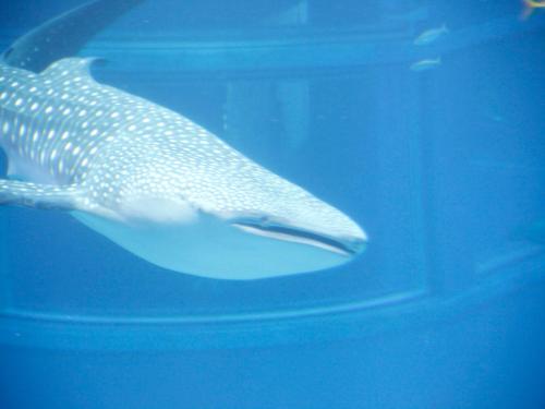 a whale shark swimming in an aquarium at Hotel Wing International Select Osaka Umeda in Osaka