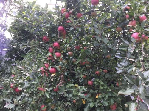 an apple tree filled with lots of red apples at finkeshaus in Lüdinghausen