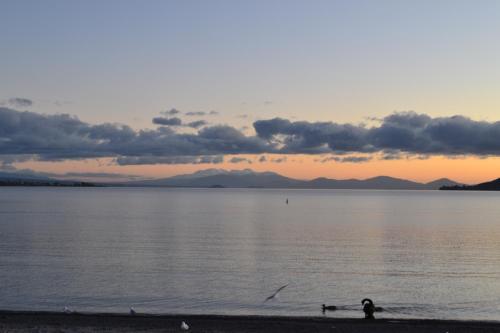 a couple of ducks in the water at sunset at Colonial Lodge Motel in Taupo