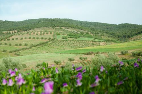 a hillside with purple flowers in the foreground at Gîte Raid Oriental in Taforhalt