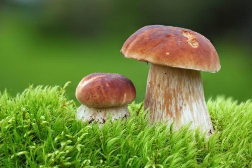 two mushrooms sitting in the grass at Cosy Chalet on Pokljuka - Brunarica Tinkara in Zgornje Gorje