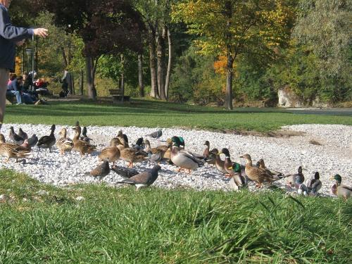 a group of ducks sitting on rocks in a park at Malerhaus am Kolbergarten in Bad Tölz