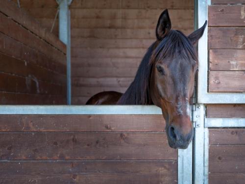 a brown horse is standing in a stable at Casale Talevi in Cartoceto