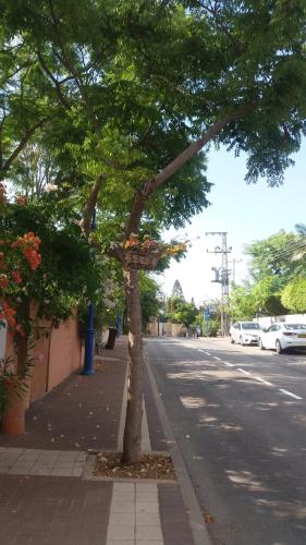 a tree on the side of a street at Barud Gedera Israel in Gedera