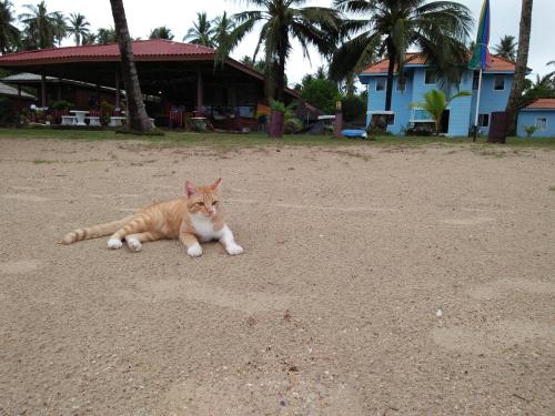 an orange and white cat laying in the dirt at Happy Days Resort in Ko Mak