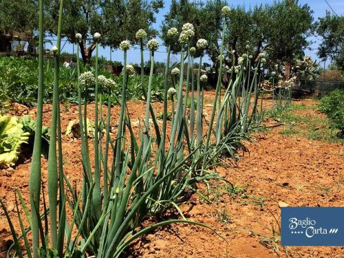 Un jardín fuera de Azienda Agrituristica Baglio Carta