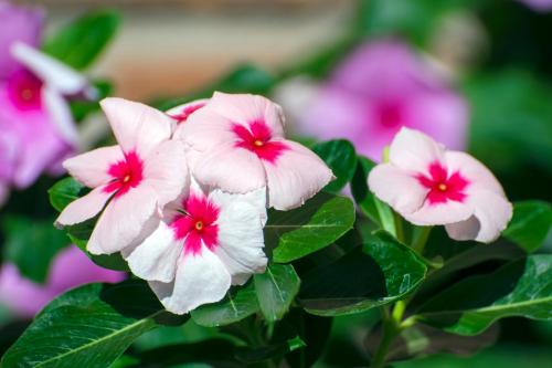 a group of pink and white flowers on a plant at Hotel Jardim Europa in Ijuí