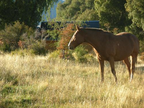 a horse standing in a field of tall grass at Lago Rosario Lodge in Trevelin