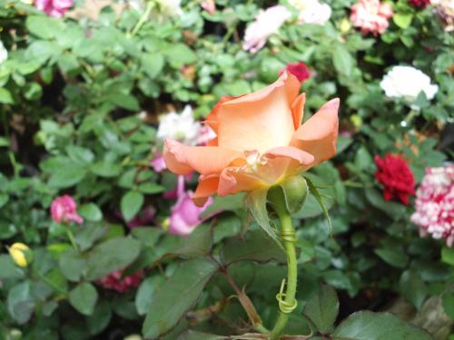 Zahrada ubytování Indi Rose Garden