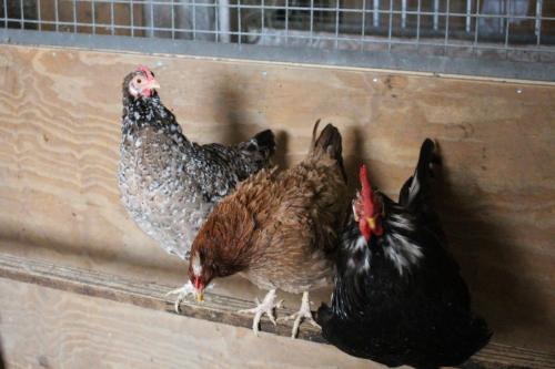 a group of chickens standing in a chicken coop at Ferienwohnung am Bauernhof Zechner Heidi in Flattach