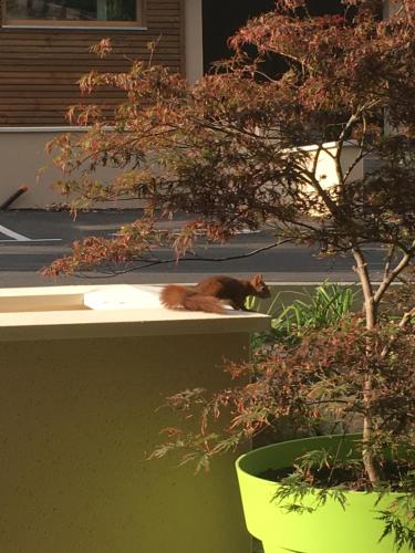 a cat laying on a ledge next to a tree at La Cachette in Dieulefit