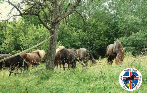 a group of horses standing in the grass near a tree at Honor Villa in Izvoare