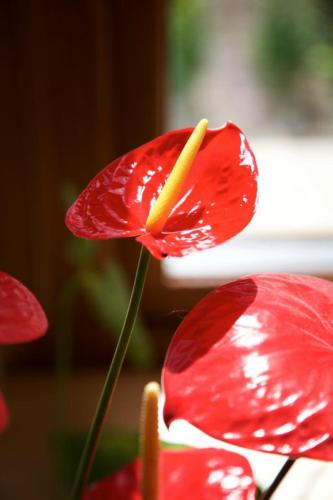 a red flower with a yellow stem and a red flower at Woodview House Bed and Breakfast in Cork