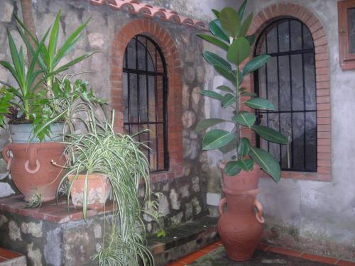 a group of potted plants in front of a building at B&B L'Arcobaleno in Sorrento