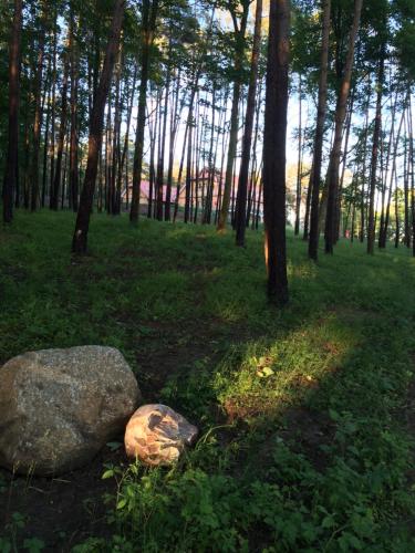 a group of trees and two rocks in a forest at Seehotel Lichtenberg in Lichtenberg
