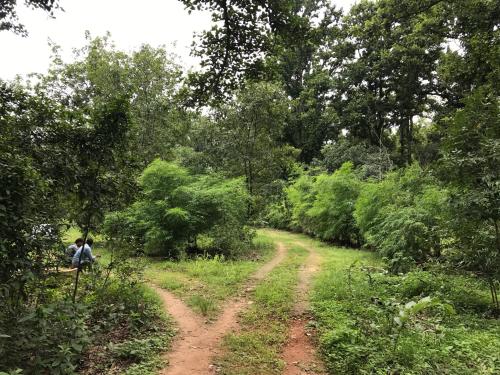 a dirt road in the middle of a forest at Kamp Kamouflage Kanha in Kānha